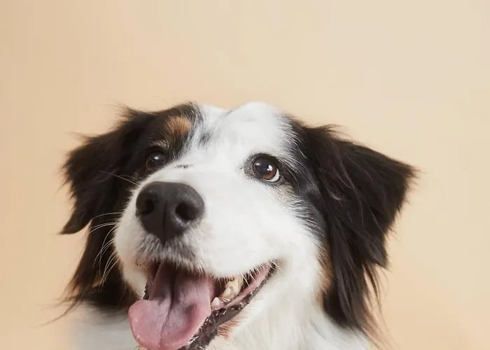 Отель Frankfurt Messe Affiliated By Melia 4*